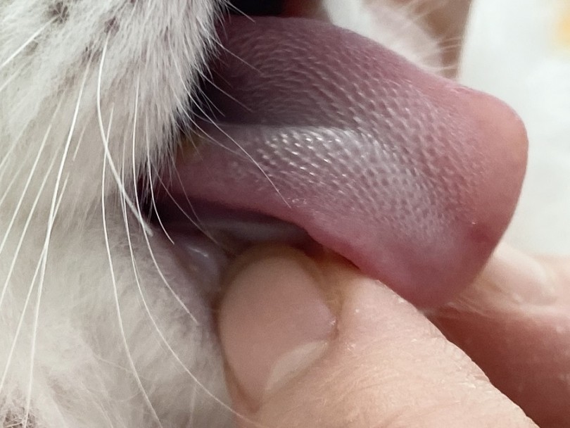 猫さんの舌 | ミヌエット （311905） - 港北ニュータウン店