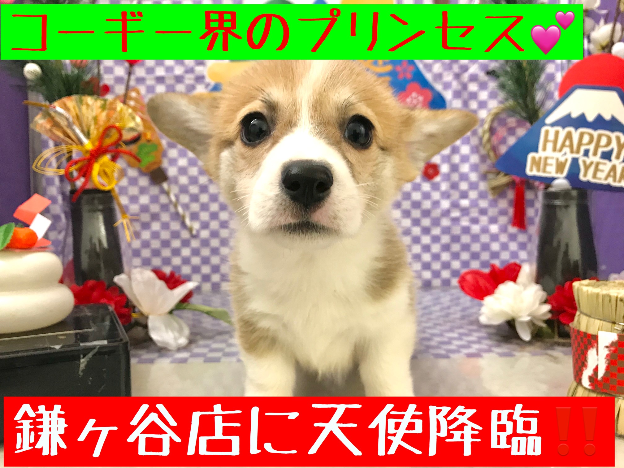木彫りの天使のコーギー 【公式通販】