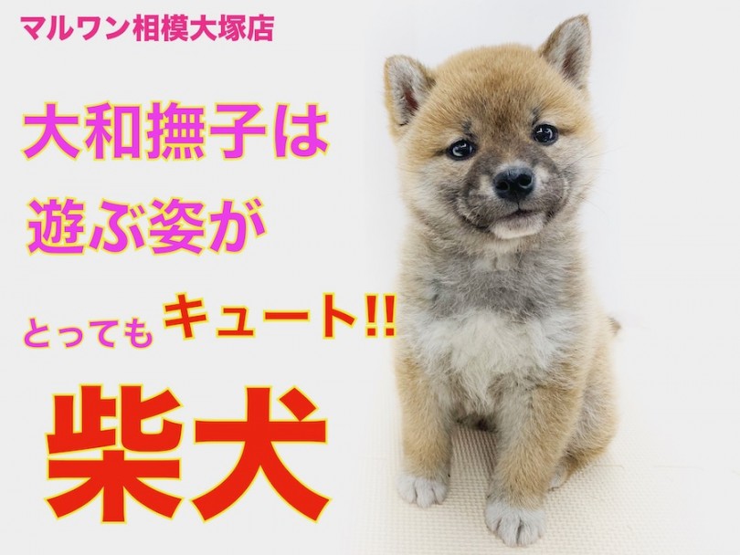 【 柴犬 】テンションが上がりちゃう日本犬！店長オススメお散歩コースは鎌倉！