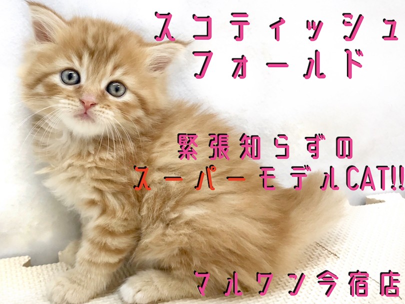 うちの猫のぶーちゃんです　ブルマァク　ゴモラ　検）　マルサン　m1号 送料込みかなしきデブ猫ちゃん マル マスコット ストラップ 定形