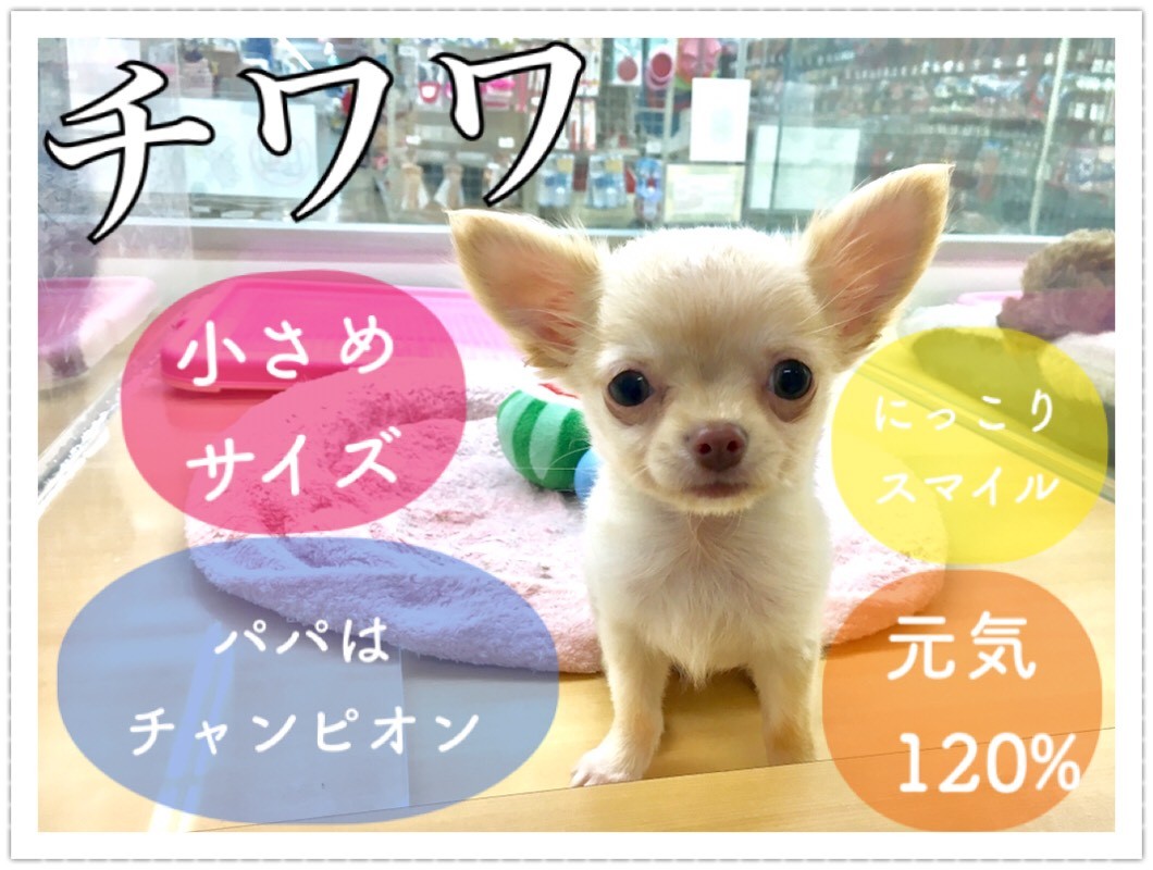 チワワ 】お顔も性格も愛嬌もバツグン！見たらトリコになるチワ