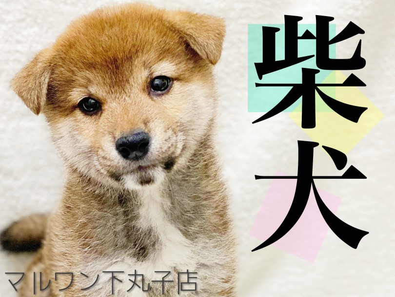 【 柴犬 】ころりんボディが可愛すぎ！日本犬と言ったらやっぱり柴犬。