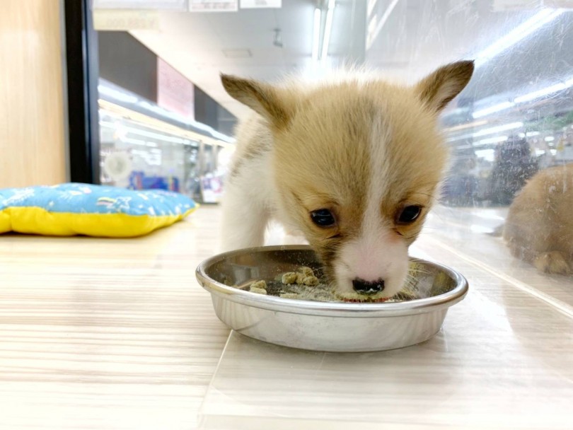モリモリご飯を食べる健康優良犬 | ウェルシュコーギーペンブローク （914505） - 志村坂下店