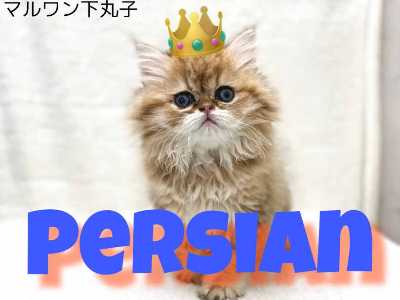 【 ペルシャ 】ゴージャス感溢れる猫の王様