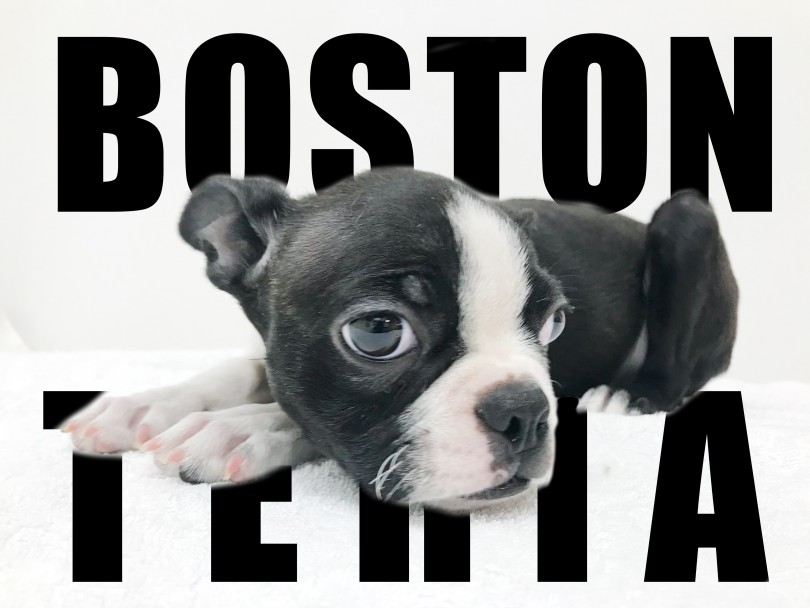 【 ボストンテリア 】スーパー短毛のピークフェイス！温厚ボストンをご紹介！