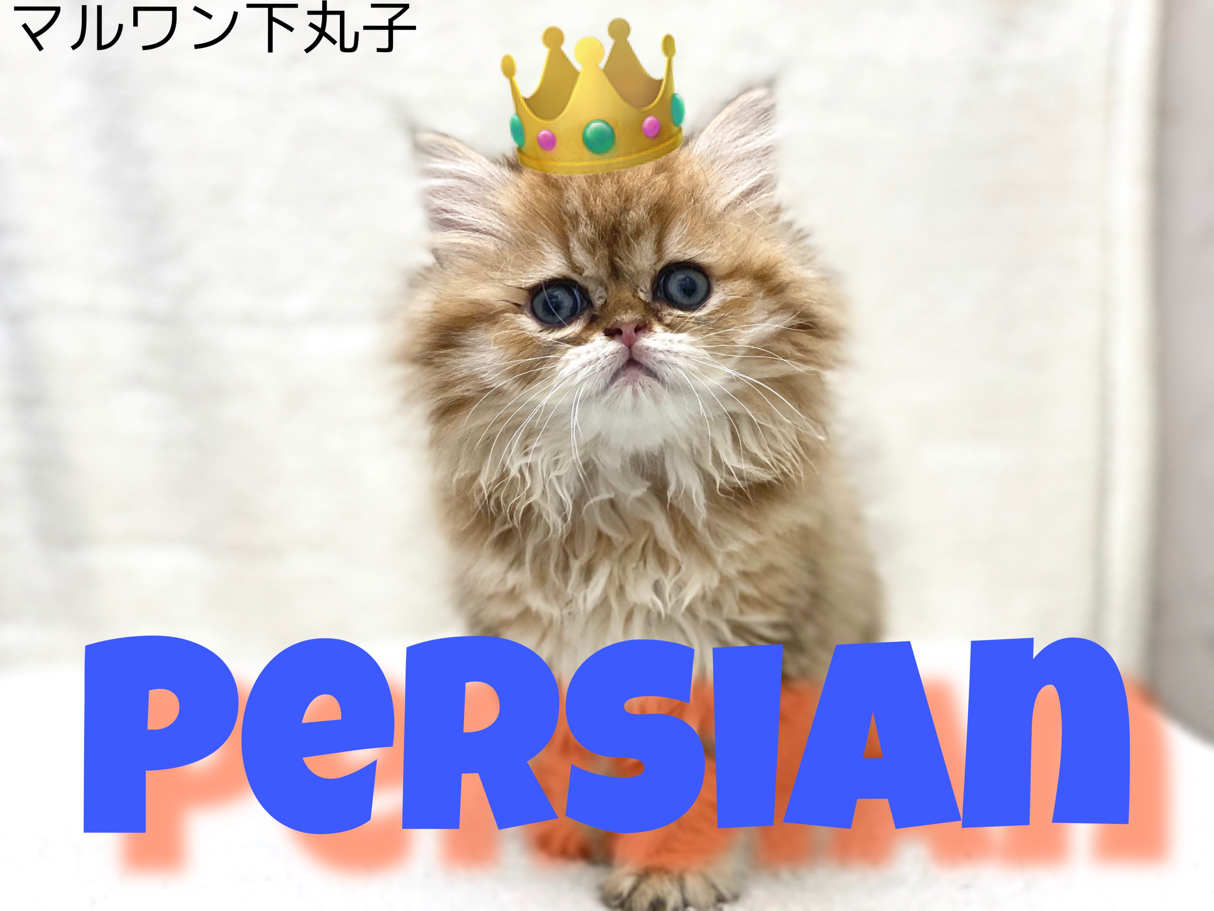 19deb323239ca92c7e138f474bd932