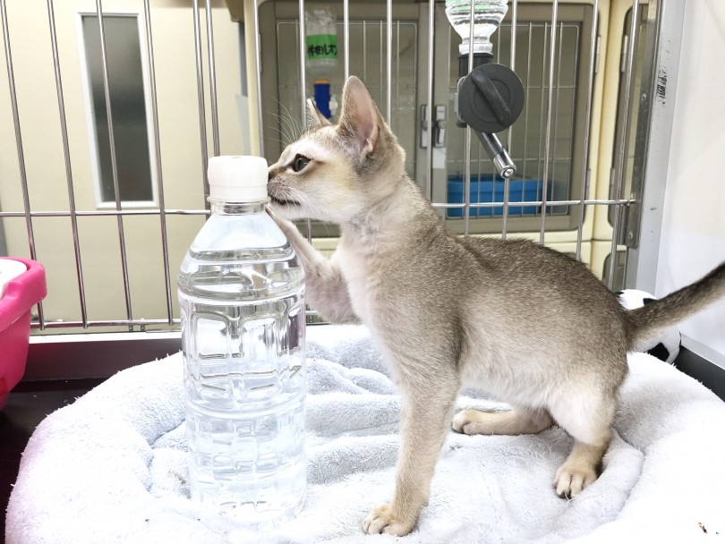 世界最小猫種 | シンガプーラ （130179） - 高井戸店