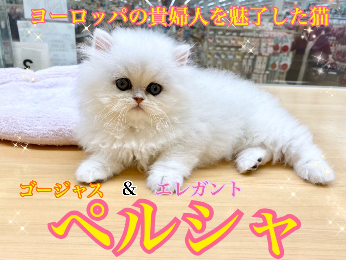 ペルシャ 猫界の貴族 美しさと気品の猫 マルワンblog ペットショップ マルワン 小さめ子犬 美形な子猫 初心者安心のサポート