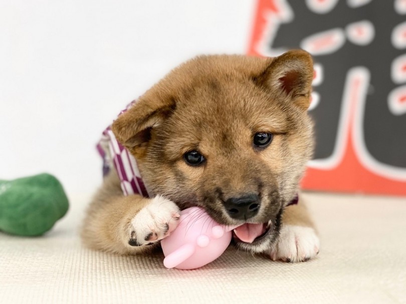 子猫のような甘えんBOY♡ | 柴犬 （311907） - 港北ニュータウン店