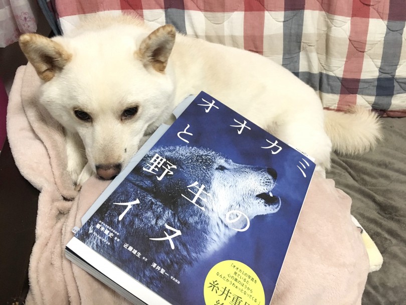 最もオオカミに近いのは柴犬 | 月刊柴犬 - 大倉山店