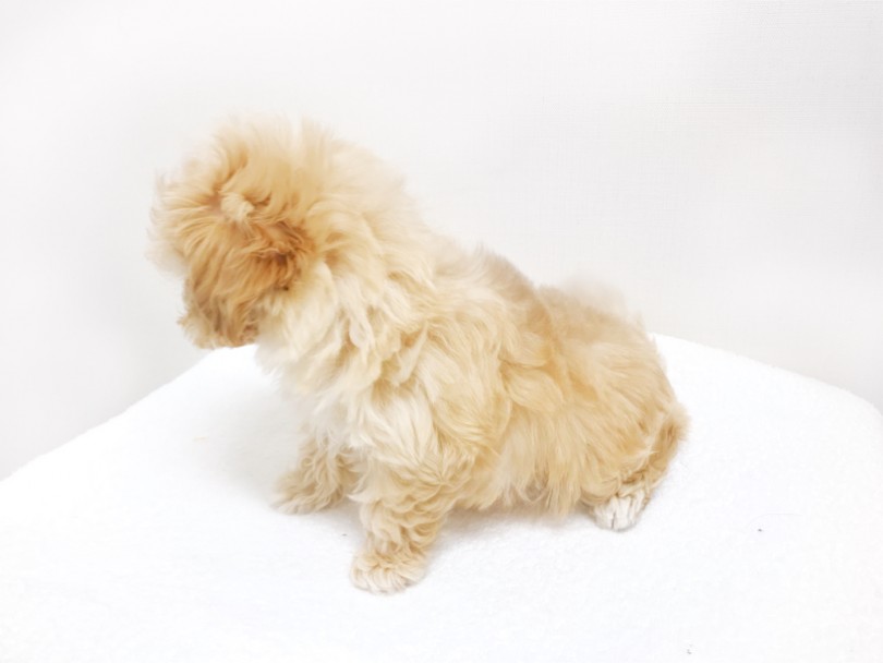 大人気のバニラ系アプリコットカラーの被毛 | MIX犬 （119191） - 梅島店