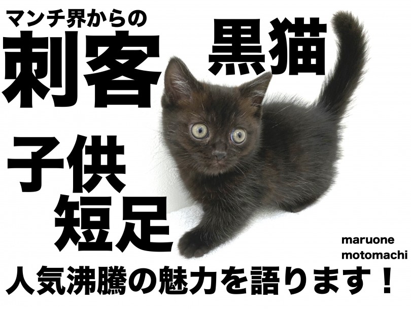 【 黒マンチカン 】マンチ界からの刺客！短足黒猫の不思議な魅力を語ります！
