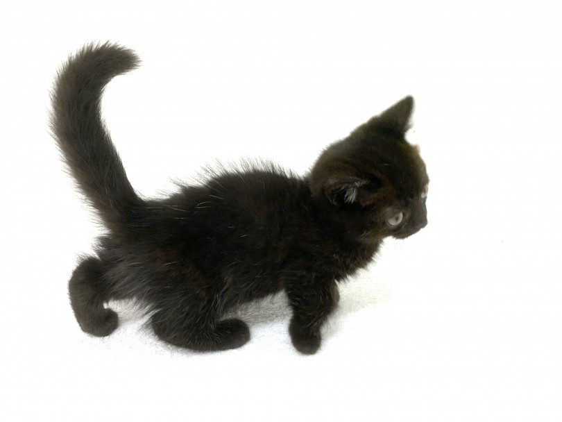 黒マンチカン マンチ界からの刺客 短足黒猫の不思議な魅力を語ります マルワンblog ペットショップ マルワン 小さめ子犬 美形な子猫 初心者安心のサポート