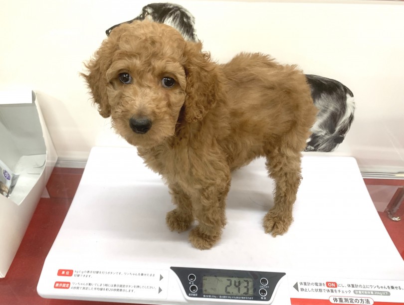 成犬推定体重は18kg〜25kg | スタンダード・プードル （140311） - 横浜 元町店