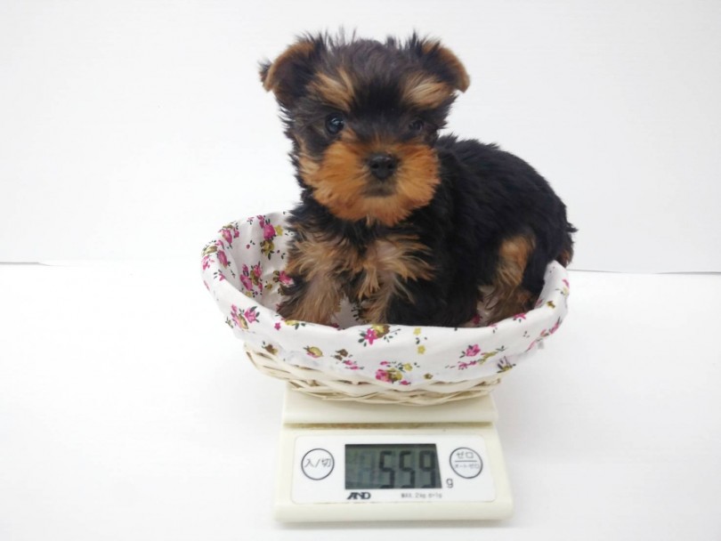 1.5～3.0kgで成犬サイズ | ヨークシャーテリア （914517） - 志村坂下店