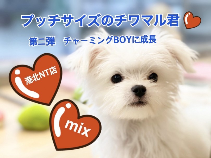 【 MIX犬 】紹介ブログ第二弾！入店時290gのチワマルくんが1kgに！