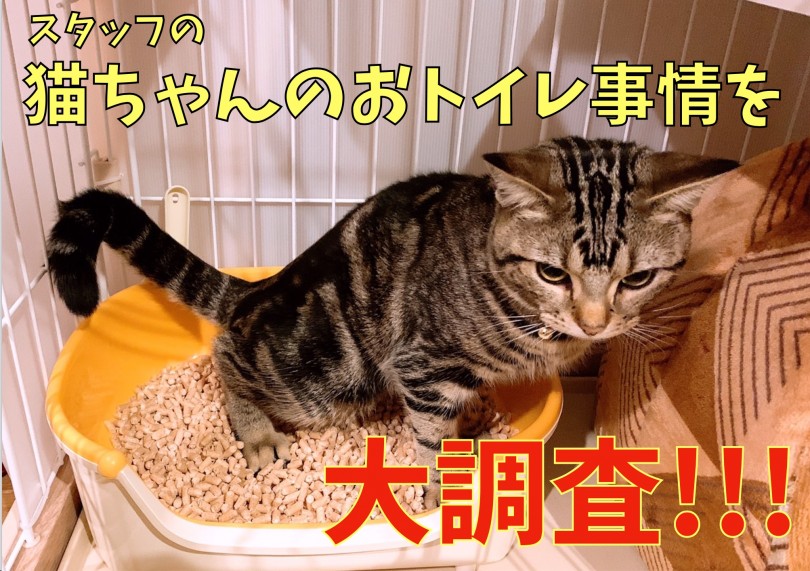 【 大倉山店・お役立て 】スタッフの猫ちゃんのおトイレ事情を大調査！
