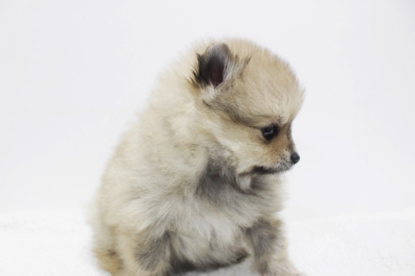 ポメラニアン 超レア 子犬の中でも最上級の毛量の持ち主 マルワンblog ペットショップ マルワン 小さめ子犬 美形な子猫 初心者安心のサポート