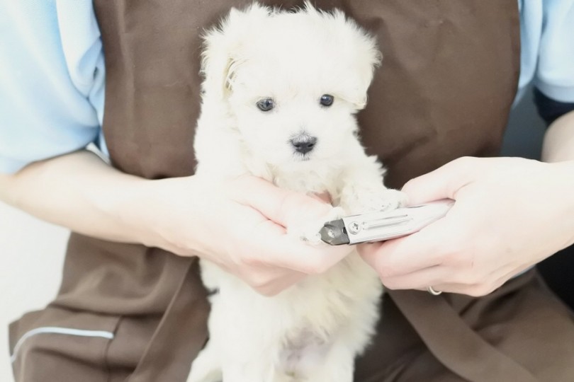 初めての爪切り | MIX犬 マルプー （512630） - 本羽田店