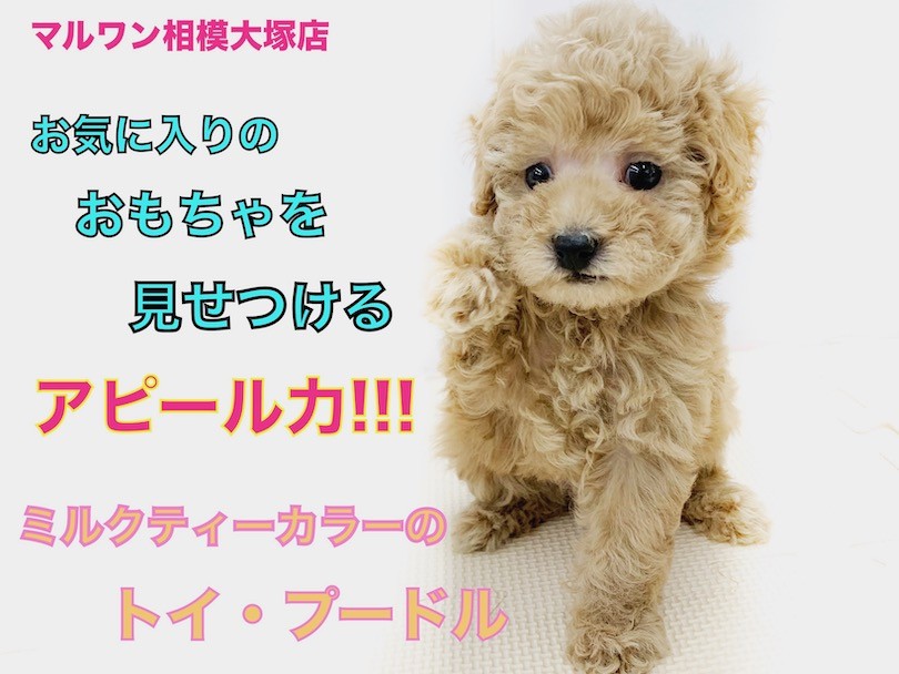 ミルク色のトイプードルちゃん毛糸のお帽子&ストールおめかしstyle テディベア d23a484744e7dd46a665d7de78ab8c