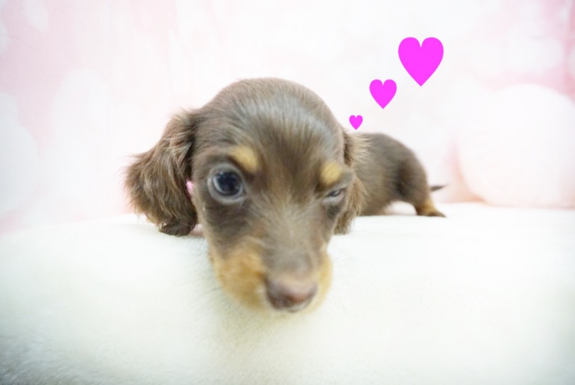 チョコタンダックスは大人気犬種で大人気カラー | ミニチュア・ダックスフント （6130862） - 大倉山店