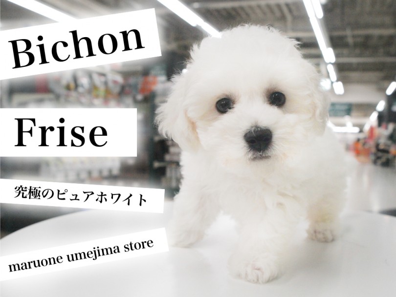 【 ビションフリーゼ・子犬 】究極のピュアホワイトとパウダーパフの申し子現る！