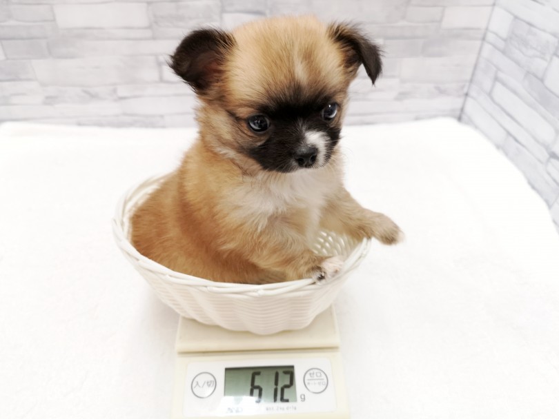 生後53日で600g 成犬時の予想体重も2.5kgを想定 | チワワ （412845） - さいたま 武蔵浦和店