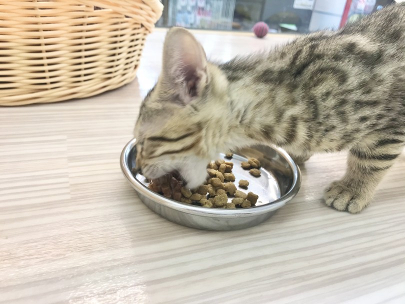 いつもご飯を綺麗に完食 | ベンガル （914526） - 志村坂下店