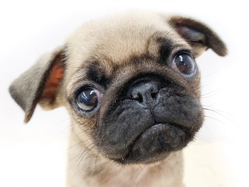 パグ 表情豊かな ぶちゃカワ犬 お顔の手入れのポイント紹介 マルワンblog ペットショップ マルワン 小さめ子犬 美形な子猫 初心者安心のサポート