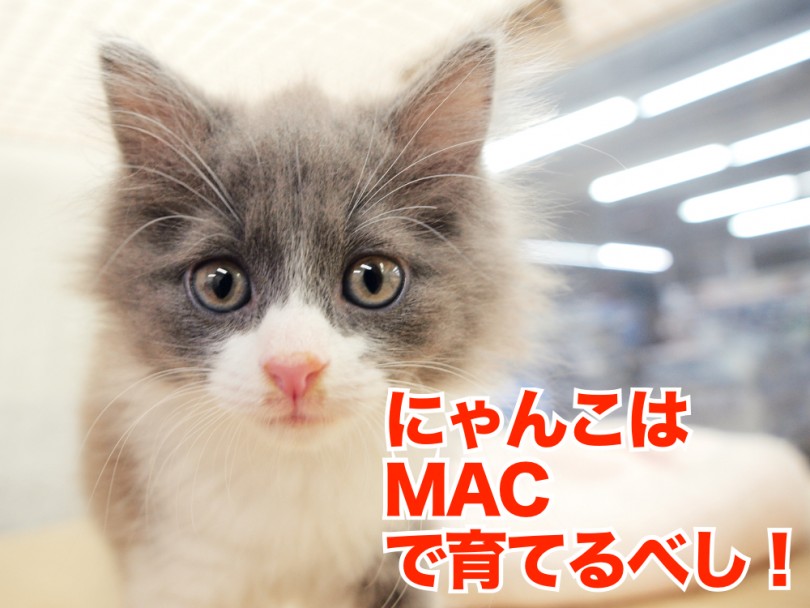 猫の育て方のコツ「MAC」を意識して育てよう！ | ノルウェージャンフォレストキャット （119197） - 梅島店