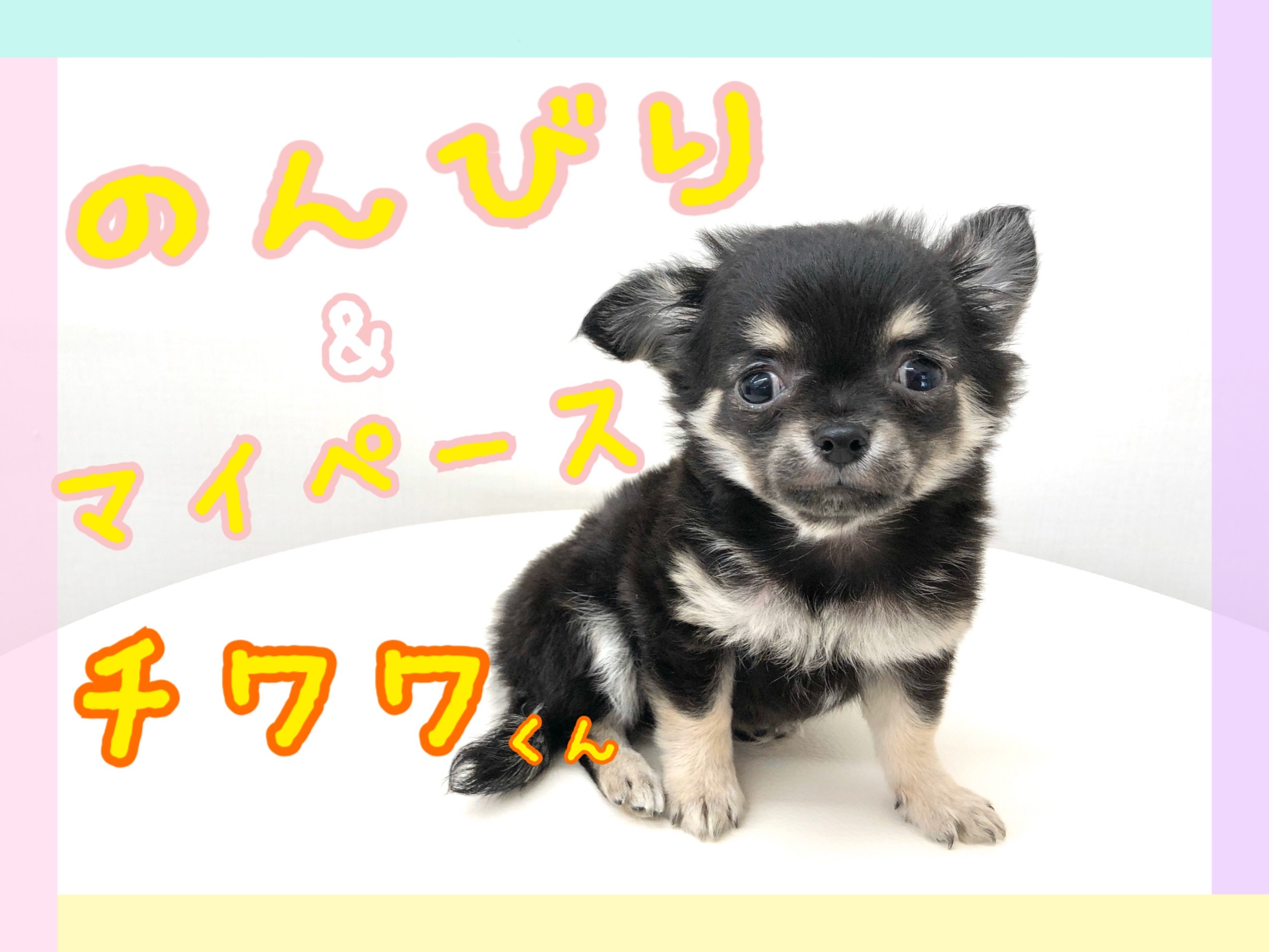 チワワ のんびりマイペースボーイ マルワンblog ペットショップ マルワン 小さめ子犬 美形な子猫 初心者安心のサポート