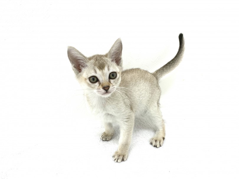 シンガプーラは世界最小の猫！ | シンガプーラ （140335） - 横浜 元町店