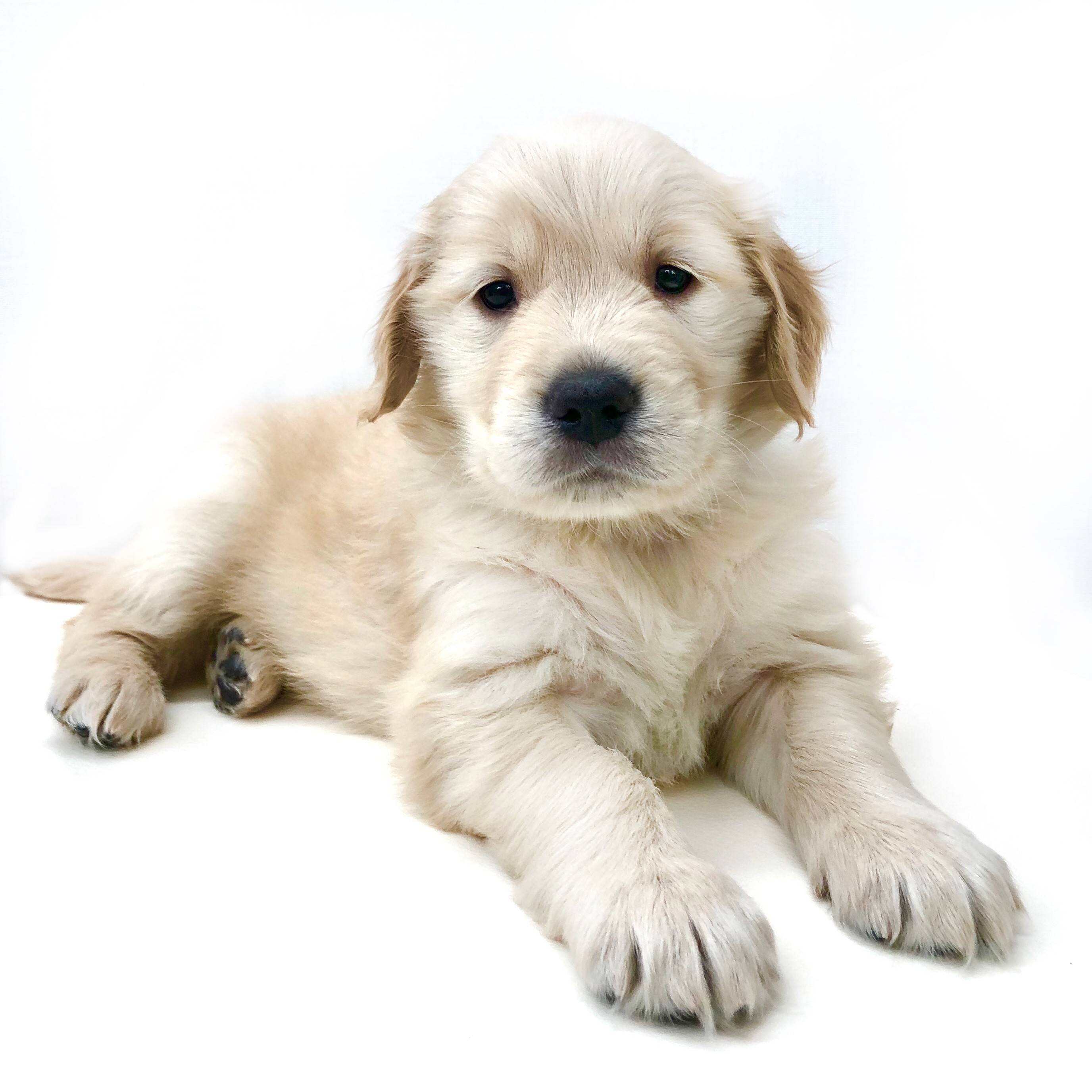 ゴールデンレトリバー | ペットショップ マルワン 小さめ子犬 美形な