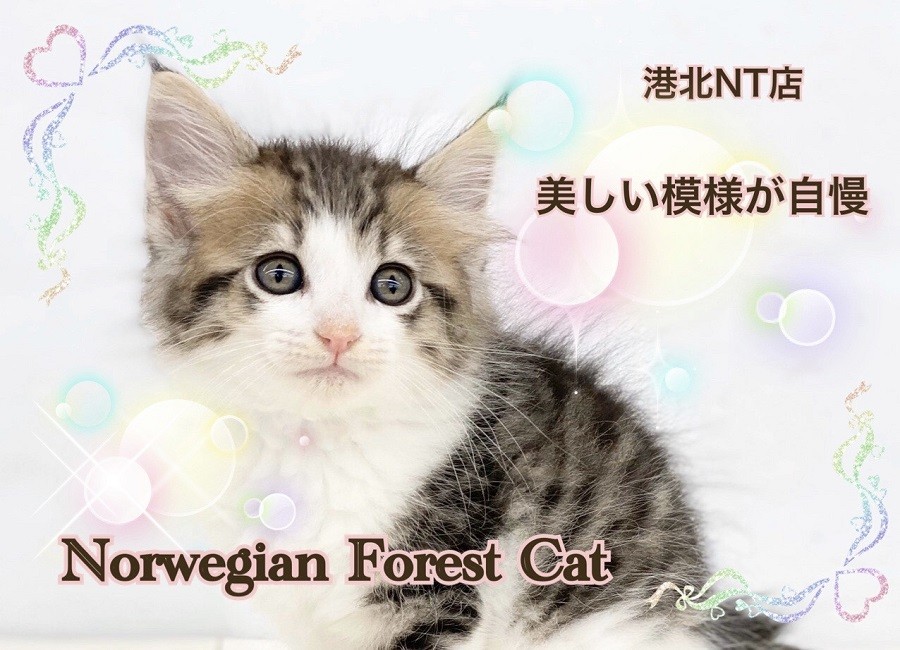 ノルウェーにゃんこ ノルウェー - 未来編 第1章 #6 ┊ 低レベル 無課金 基本キャラ
