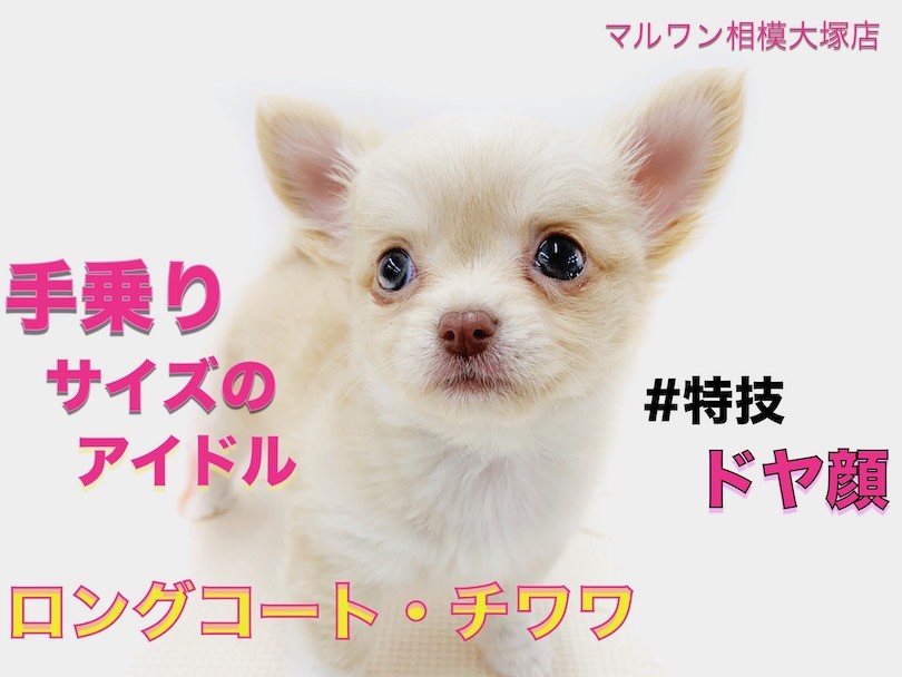 49159b41e446923c333c20c5908e61