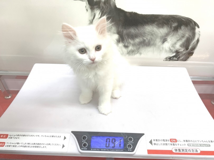 成猫時の推定体重は3〜6kg | ノルウェージャンフォレストキャット （140316） - 横浜 元町店