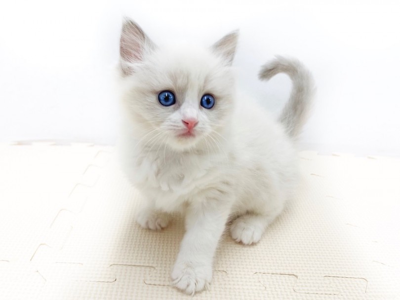 ラグドール 人気急上昇中 ブルーアイを持つラグドール 癒しを求める方必見 マルワンblog ペットショップ マルワン 小さめ子犬 美形な子猫 初心者安心のサポート
