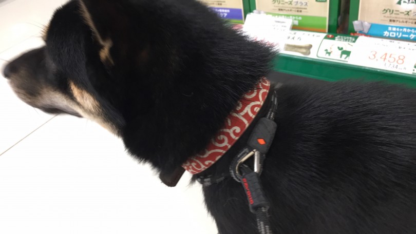 マーティンゲール | 犬の首輪の種類と選ぶポイント - 大倉山店