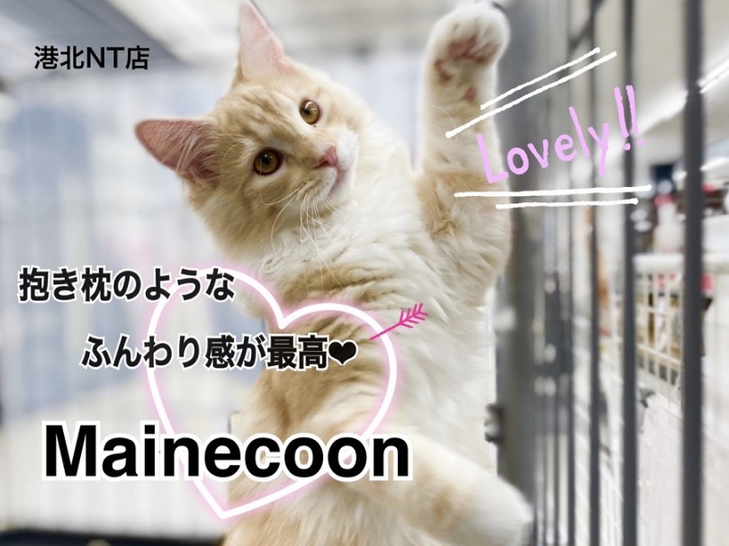 【 メインクーン 】BIGな美猫に成長中♡メインクーン第二弾ブログ