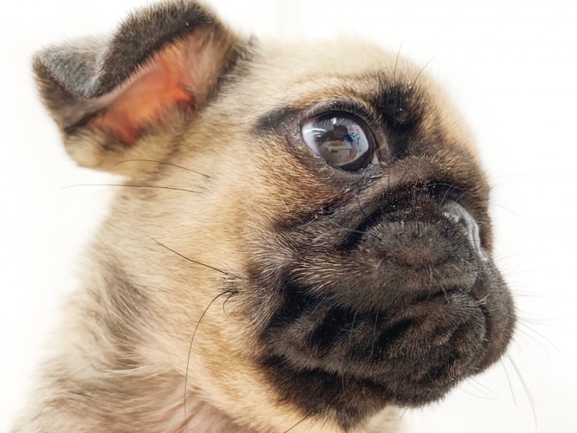 パグ 表情豊かな ぶちゃカワ犬 お顔の手入れのポイント紹介 マルワンblog ペットショップ マルワン 小さめ子犬 美形な子猫 初心者安心のサポート