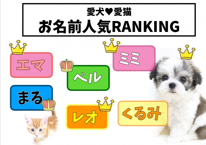 2018〜2019年上位 | 愛犬・愛猫名前ランキング - 大倉山店