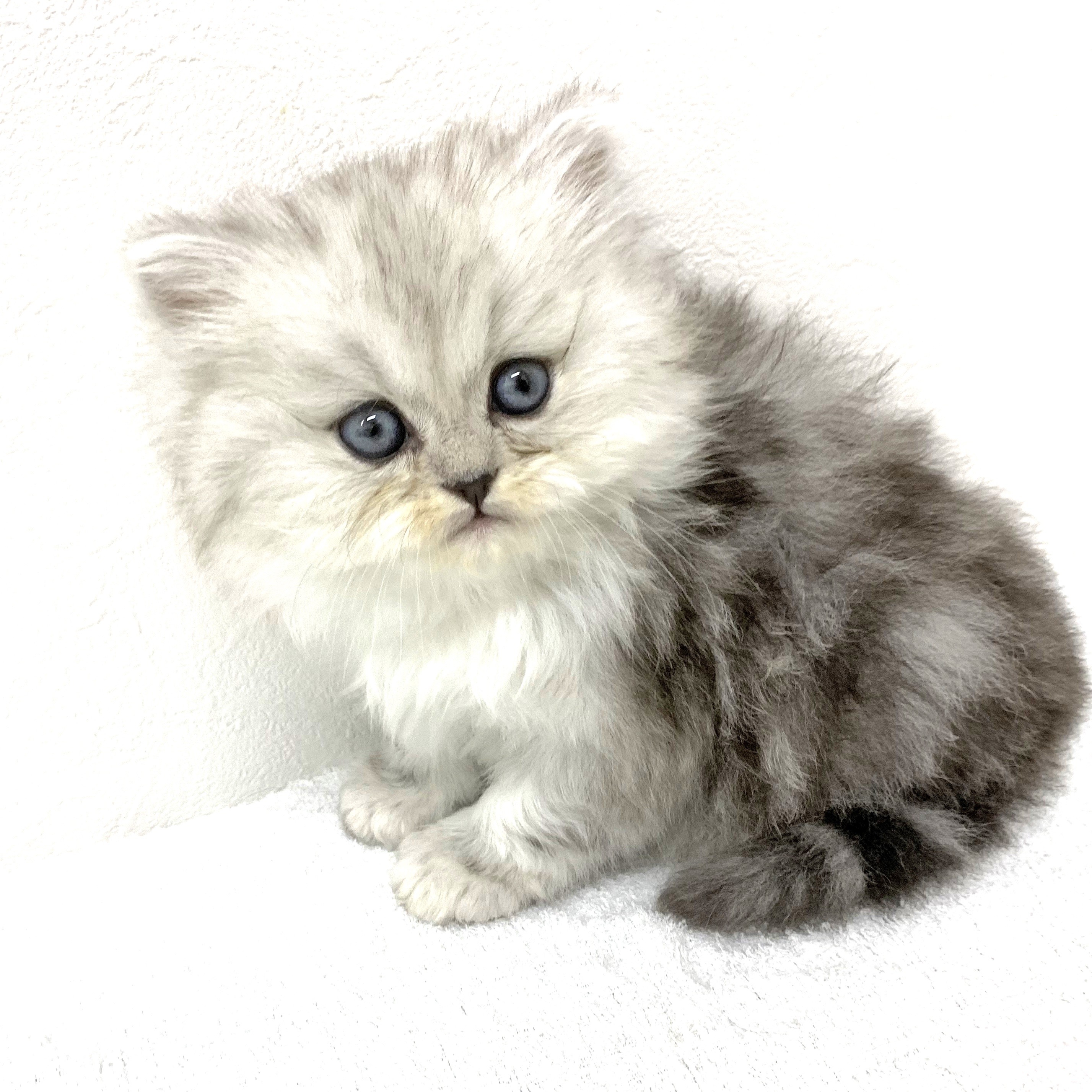 ペルシャ | ペットショップ マルワン 小さめ子犬 美形な子猫 初心者
