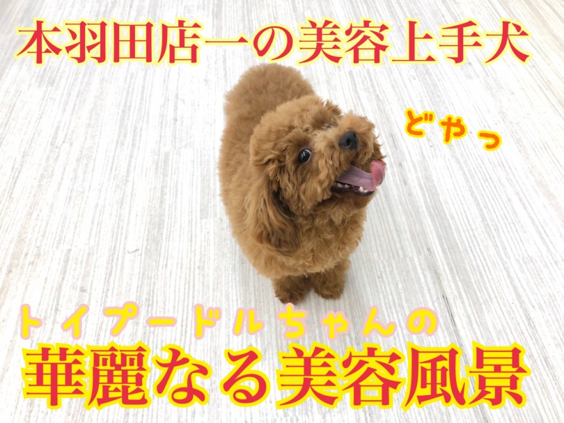 【 トイプードル 】本羽田店一の美容上手犬のお手入れ風景
