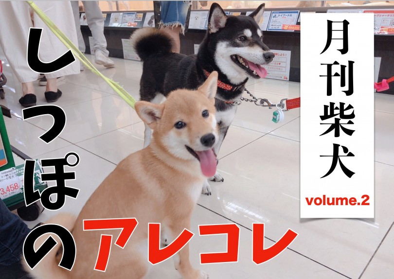 【 月刊柴犬 】大倉山店柴犬マニアが柴犬のしっぽを深堀り！