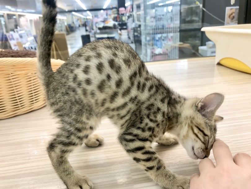 レオパード柄が魅力 | ベンガル （914526） - 志村坂下店