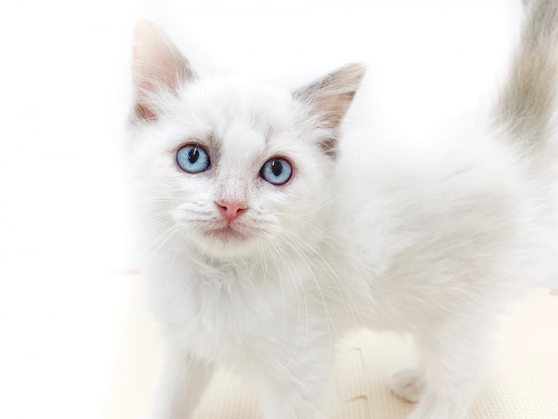ブルーの瞳は永遠、子猫の期間が長い猫種 | ラグドール （814580） - 相模大塚店