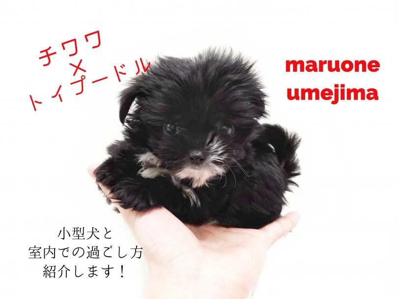 【 MIX・チワプー 】黒と白のコントラスト！小型犬と室内での過ごし方をご紹介！