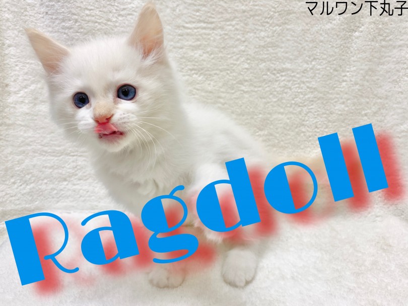 【 ラグドール 】猫界のNo. 1甘えん坊さんが下丸子にやってきた♪