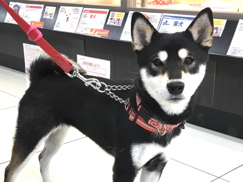 マロンちゃんはハーフチョークとバックルタイプ | 犬の首輪の種類と選ぶポイント - 大倉山店