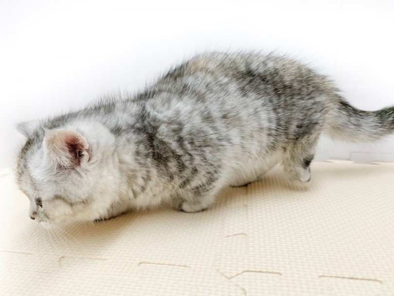ミヌエット 短足 猫パンチの威力はゼロ 表情豊かなコミカルニャンコ マルワンblog ペットショップ マルワン 小さめ子犬 美形な子猫 初心者安心のサポート